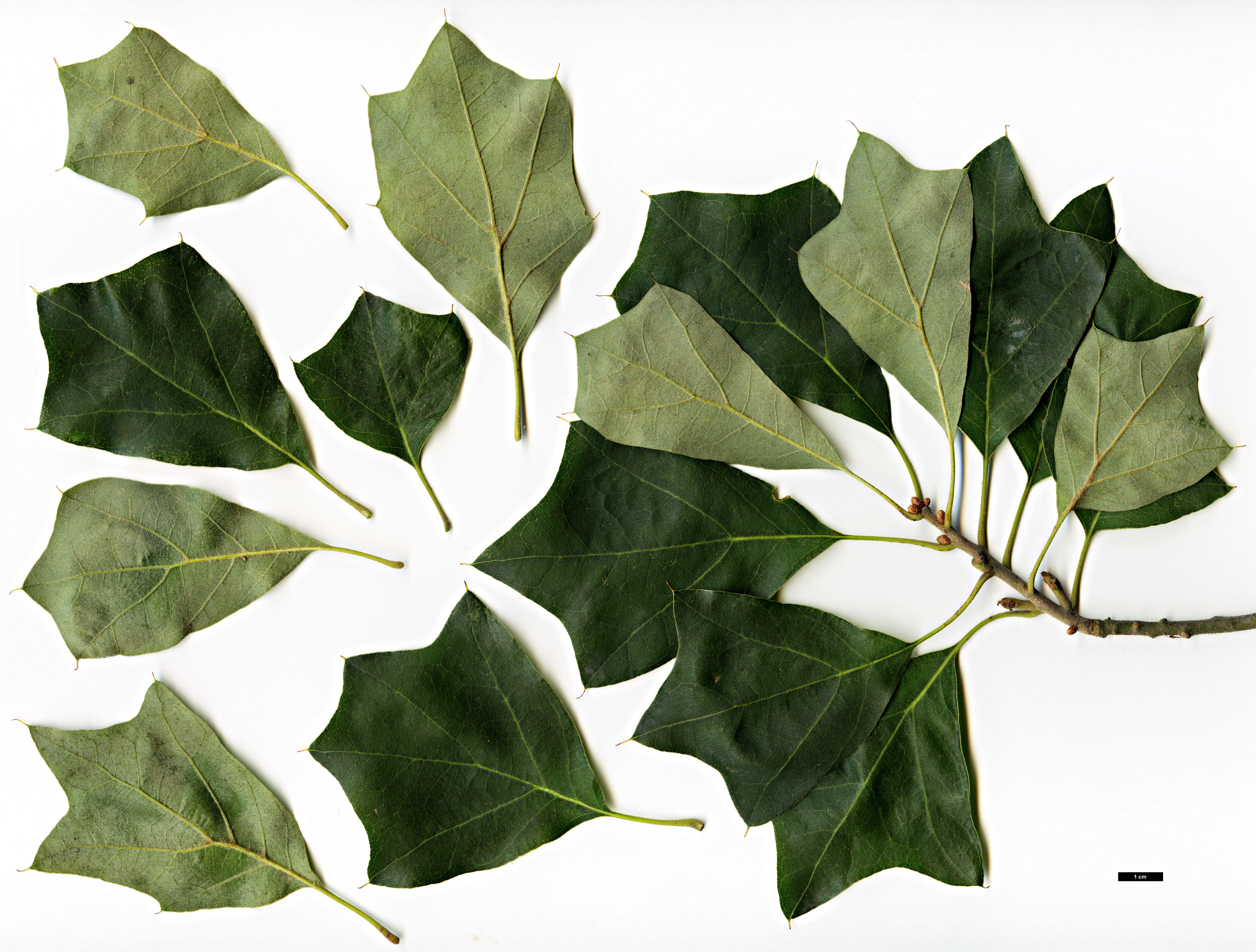 High resolution image: Family: Fagaceae - Genus: Quercus - Taxon: ×brittonii (Q.ilicifolia × Q.marilandica)